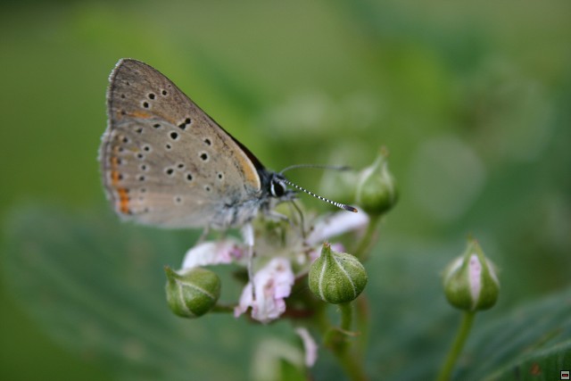 img00010.jpg